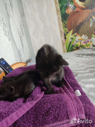 Кошки в добрые руки бесплатно