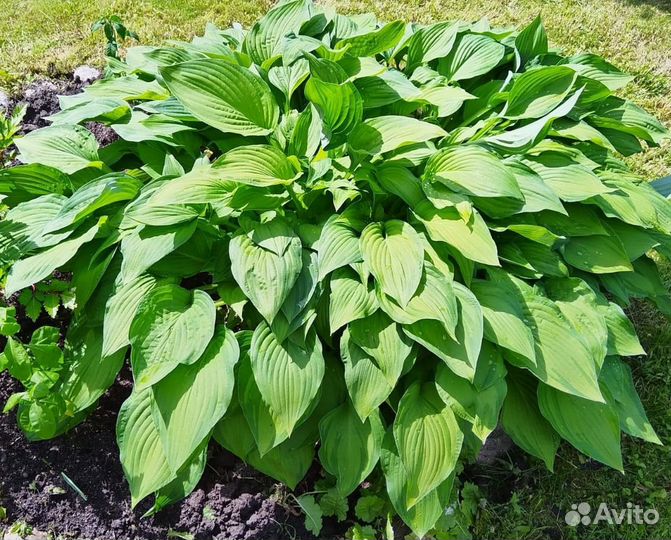 Хоста растение