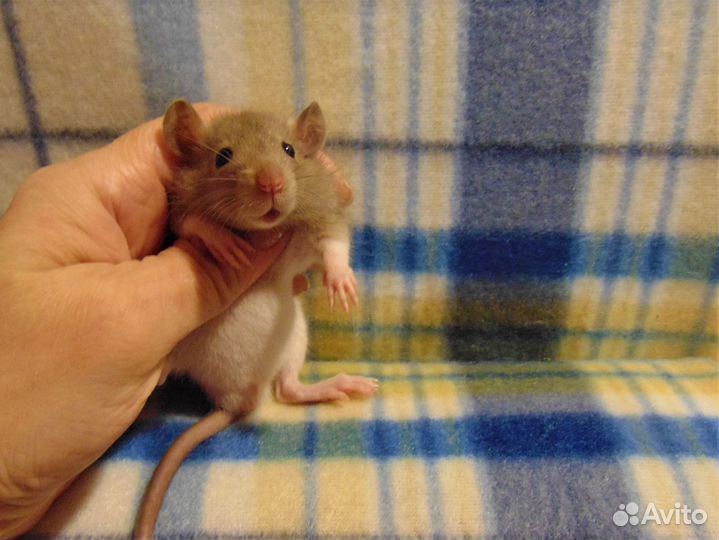 Крысы, крысята малыши - дамбо, стандарт, клетки