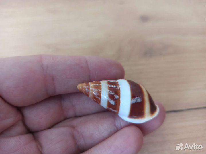 Морская раковина