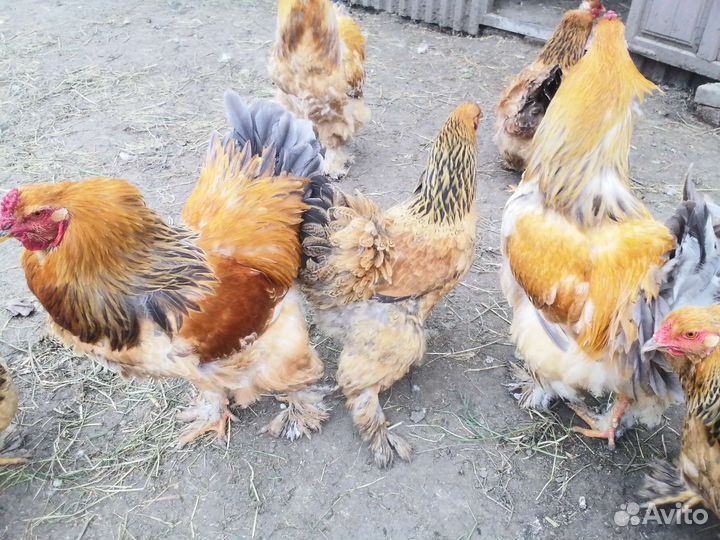 Петухи Брама