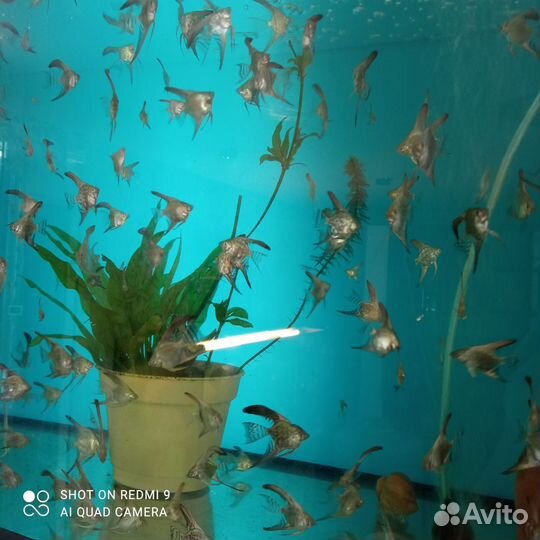 Аквариумные рыбки