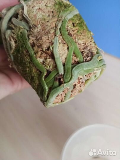 Орхидея сортовая