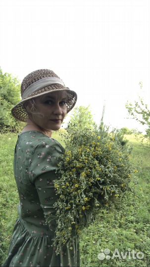 Продам лапчатку серебристую