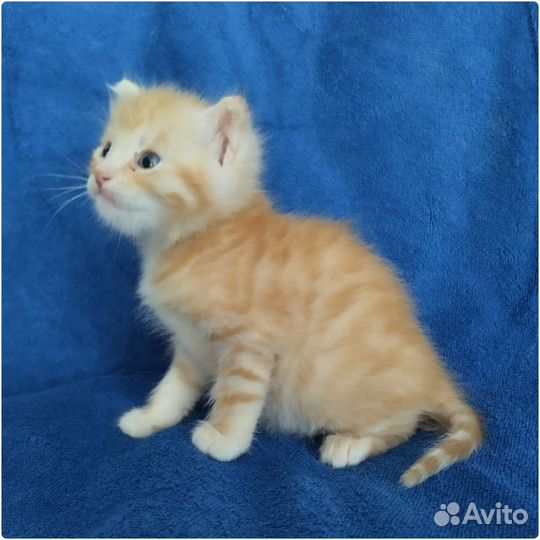 Котёнок девочка в дар