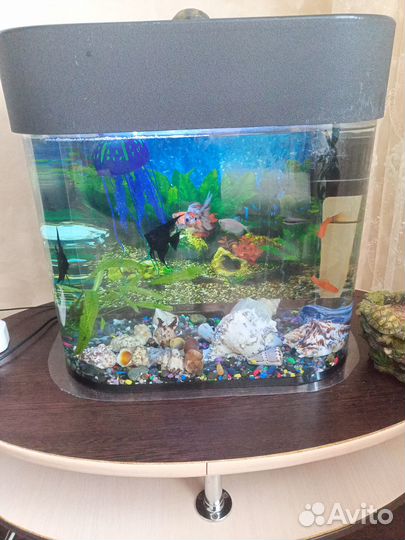 Домашний аквариум