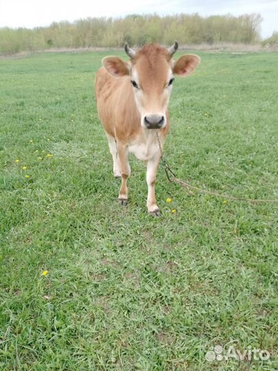 Телочка джерси