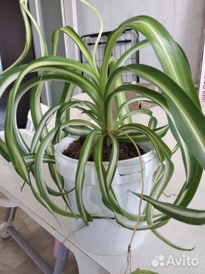 Хлорофитум кучерявый