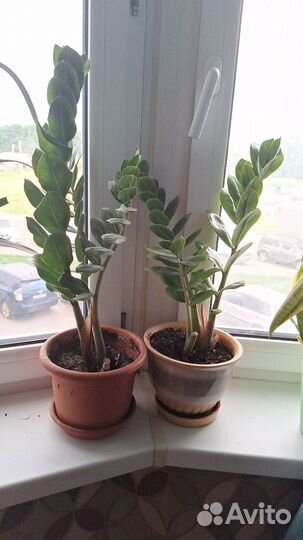 Замиокулькас