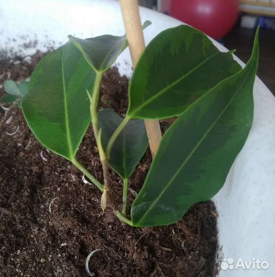 Фикус комнатные цветы