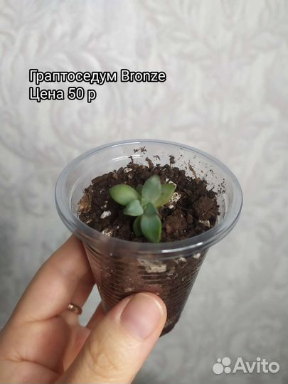 Суккуленты