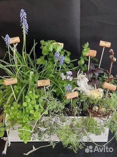 Садик пряных трав