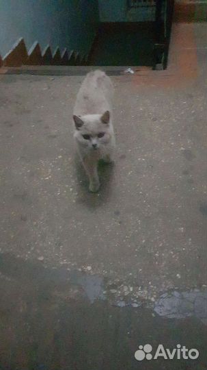 Британская кошка домашняя на улице ищет дом