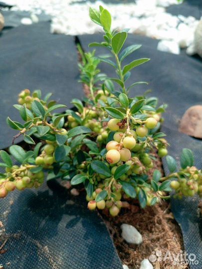 Саженцы голубики