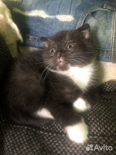 Шотландский вислоухий девочка 2 мес