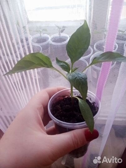 Перец комнатный острый