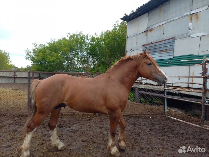 Советский жеребец