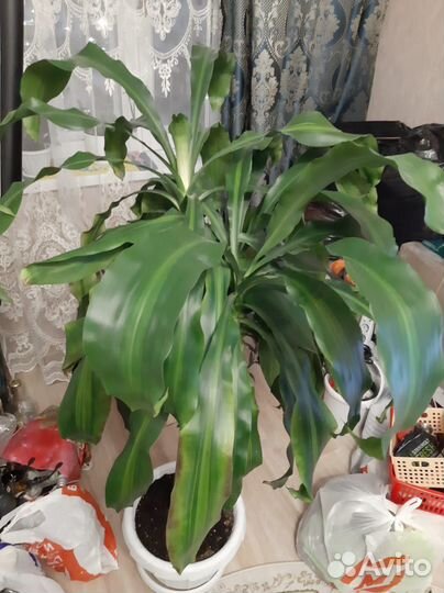 Пальма драцена