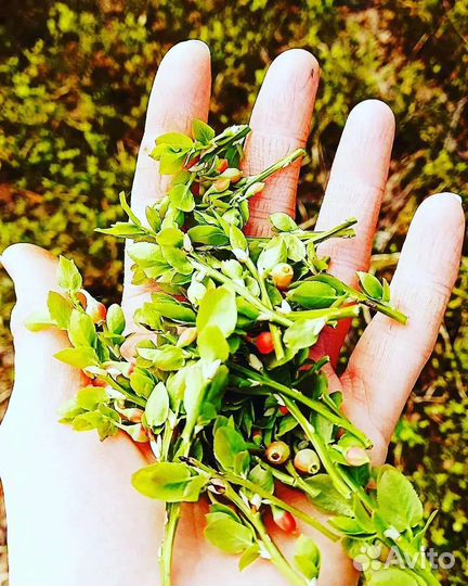 Продажи травяных сборов чаёв