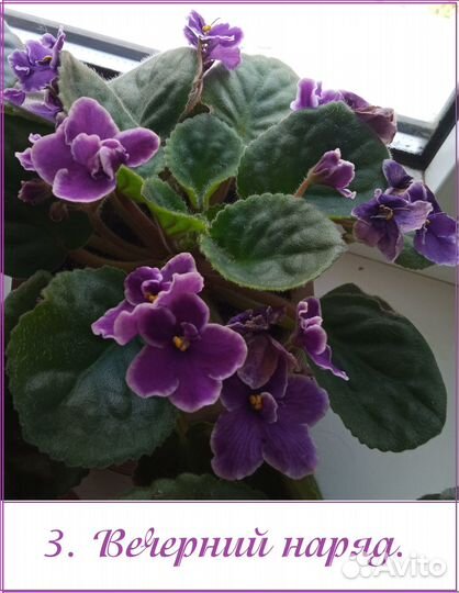 Фиалки разные сорта