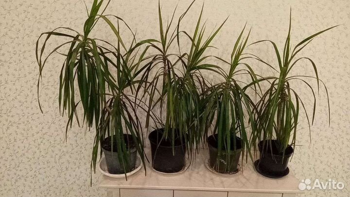 Пальма драцена