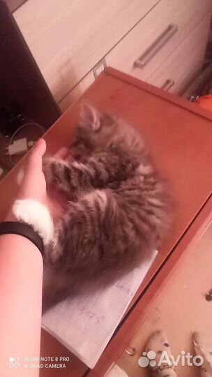 Отдам кота в добрые руки