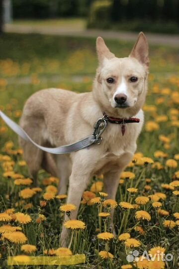 Ласковая и красивая собака в поисках дома