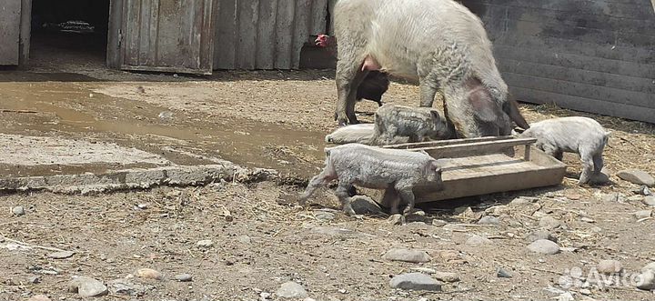 Поросята венгерской мангалицы