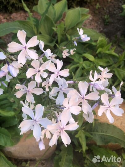 Флокс растопыренный