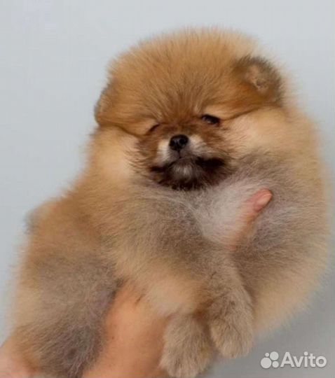 Щенки шпица