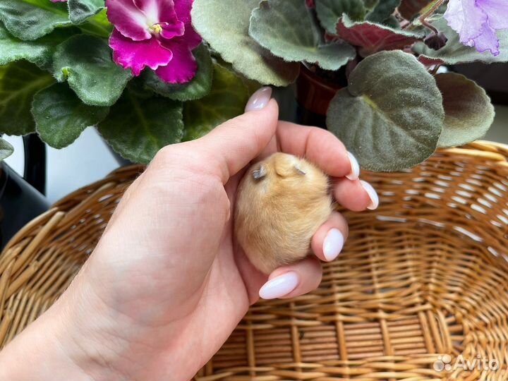 Джунгарские хомячки разных окрасов