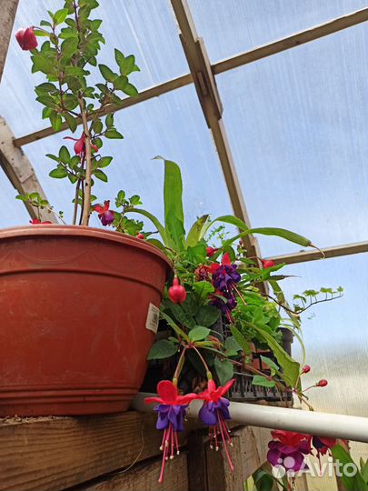 Продам цветы