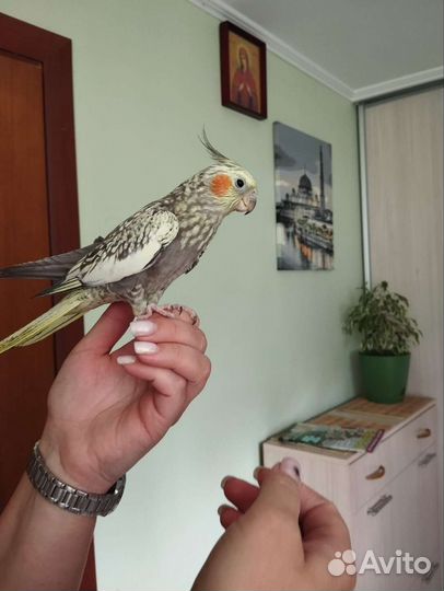 Попугай корелла