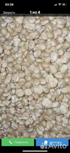 Продаю белую кукурузу