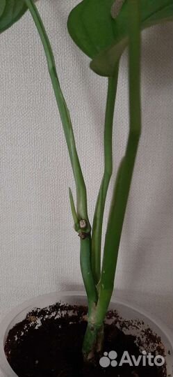 Монстера Манки Маск