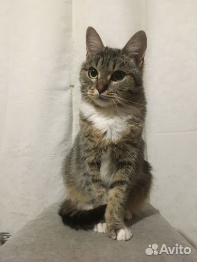 Кошка Сима ищет новый дом