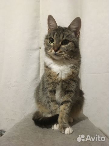 Кошка Сима ищет новый дом