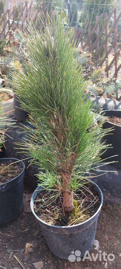 Сосна Грин тауэр и Фостигиата голубая