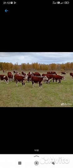 Продается лпх по выращиванию крс