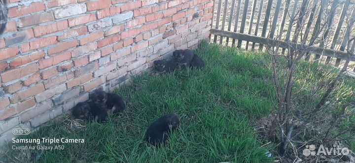 Продам щенят