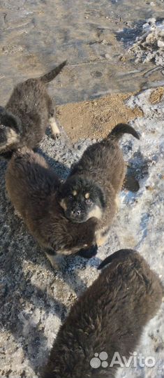 Щенки хотошо