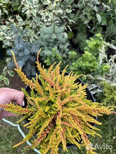 Вереск саженцы