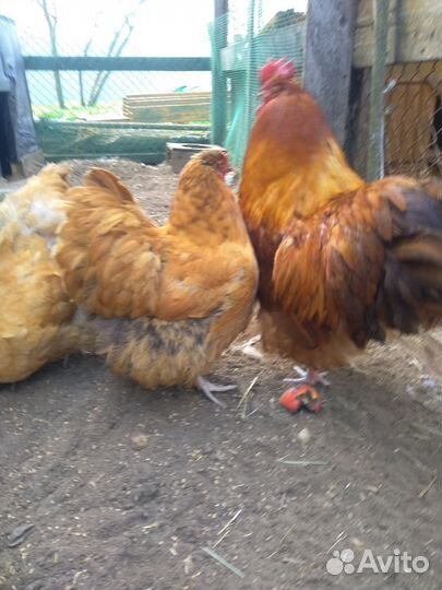 Куры Орпингтон инкуб.яйцо