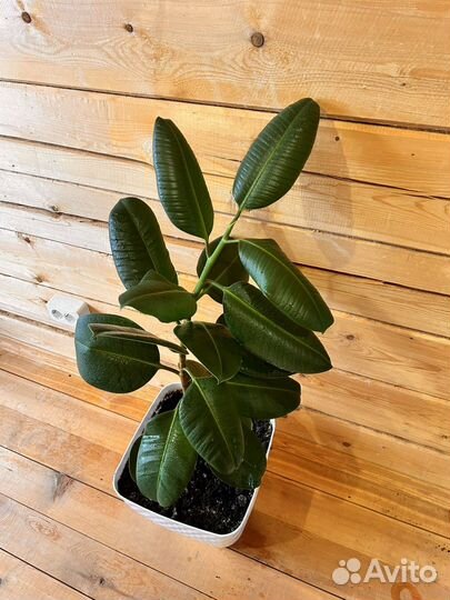 Фикус каучуконосный