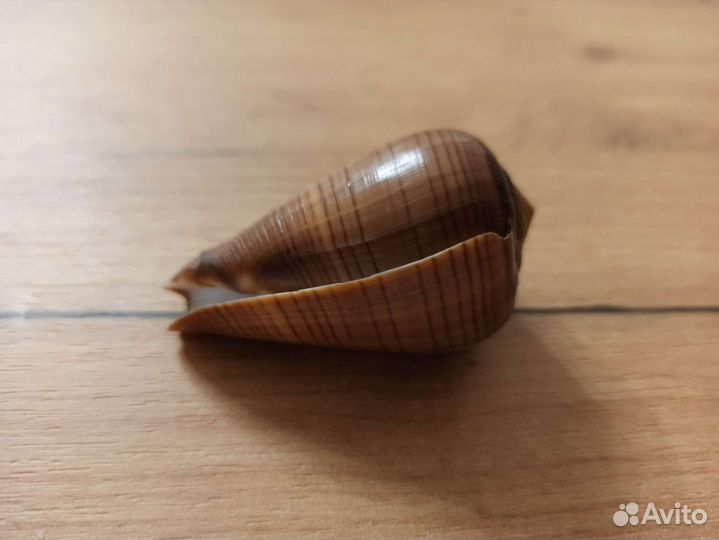 Морская раковинa