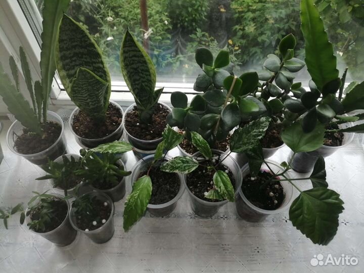 Домашние цветы