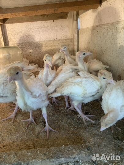 Индюки индюшата