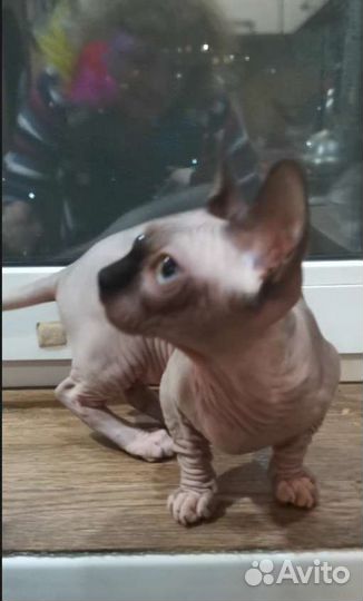 Канадский сфинкс котенок девочка