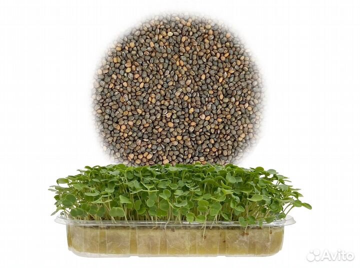 Семена Микрозелень от 50 грамм арт.0087