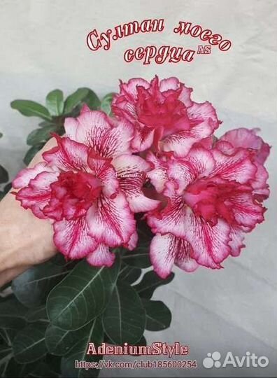 Привитые адениумы
